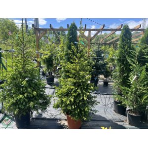 Smrek obyčajný (Picea abies) - výška: 180-200 cm, kont. C25L